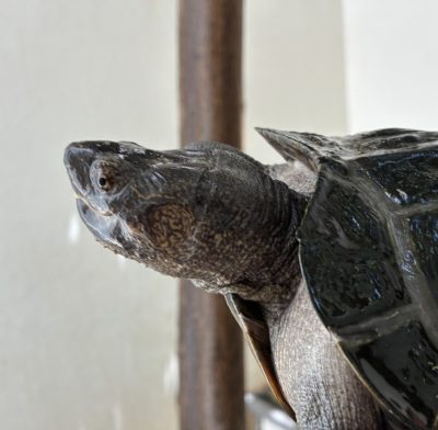 Giant Asian Pond Turtle