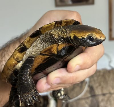 Twist-necked Turtle
