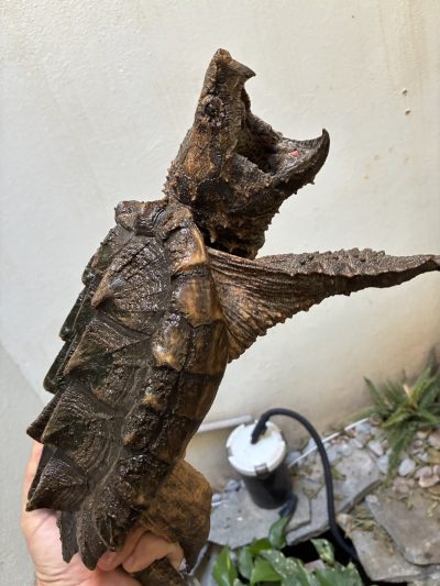 Alligator Snapping Turtle