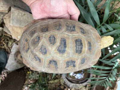 Elongated Tortoise
