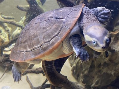 Pink-Bellied Sideneck Turtle