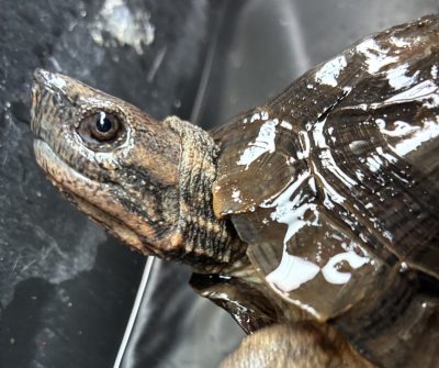 Asian Leaf Turtle