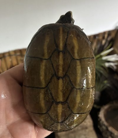 Striped Mud Turtle